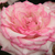 Alb - roz - Trandafir pentru straturi Floribunda - Händel